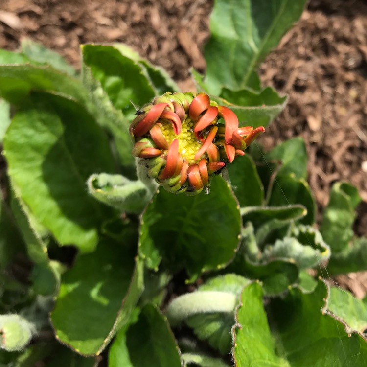 plant image 1072523 plant image 1072523
