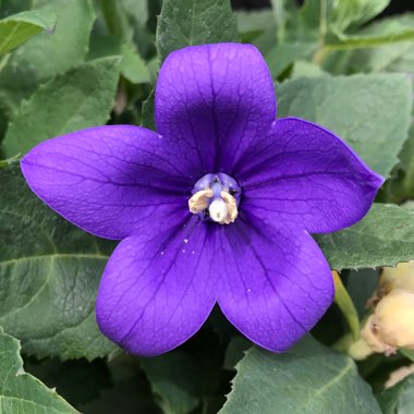 Platycodon grandiflorus  syn. Campanula grandiflora