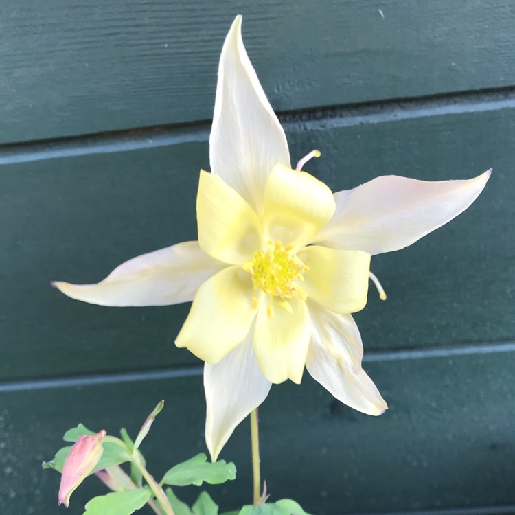 plant image 1073232