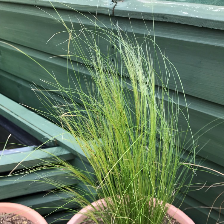 plant image 1073249 plant image 1073249