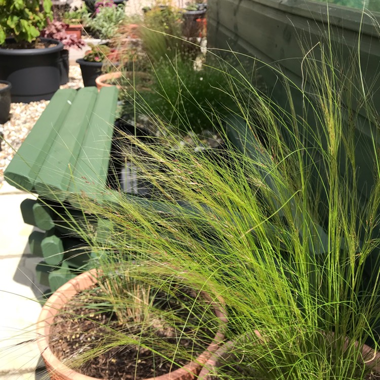 plant image 1074487 plant image 1074487