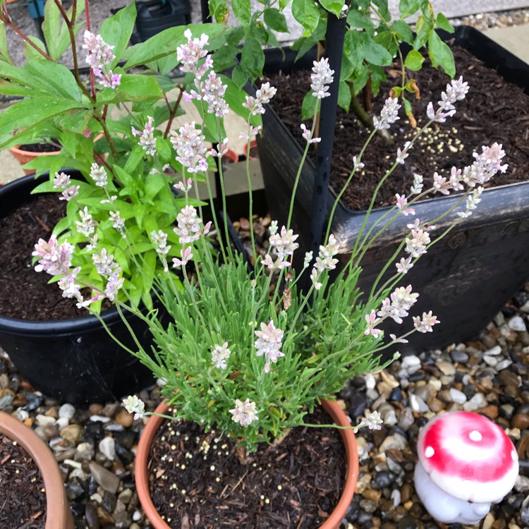 plant image 1074497 plant image 1074497