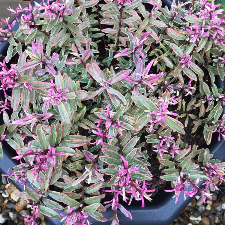 plant image 1074501 plant image 1074501