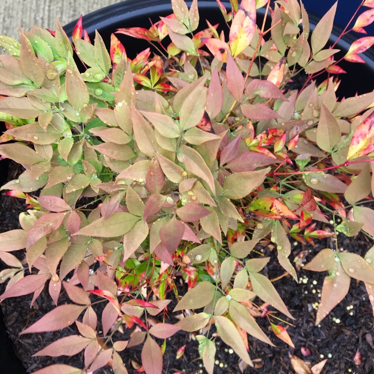 plant image 1075335 plant image 1075335
