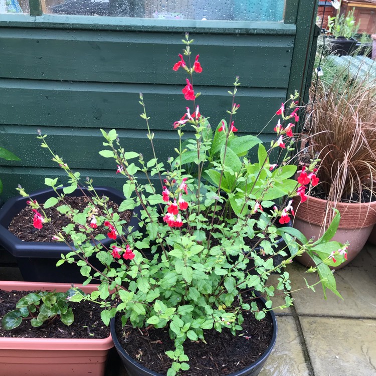 plant image 1075336 plant image 1075336
