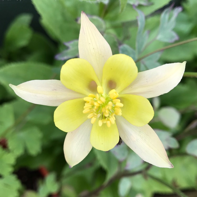 plant image 1078642