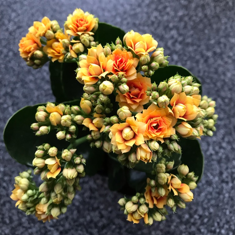 Plant image Kalanchoe
