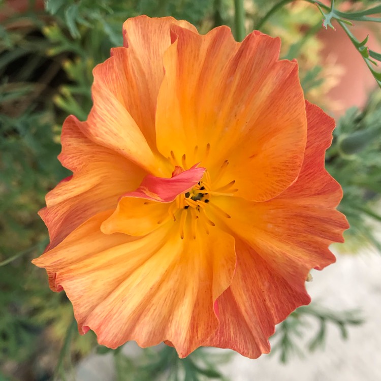 plant image 1091748