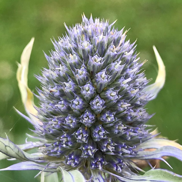 plant image 1092695