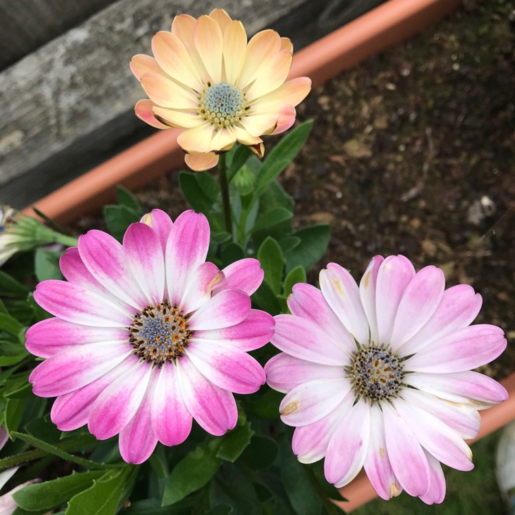 Plant image Osteospermum 'White Pink Blush'