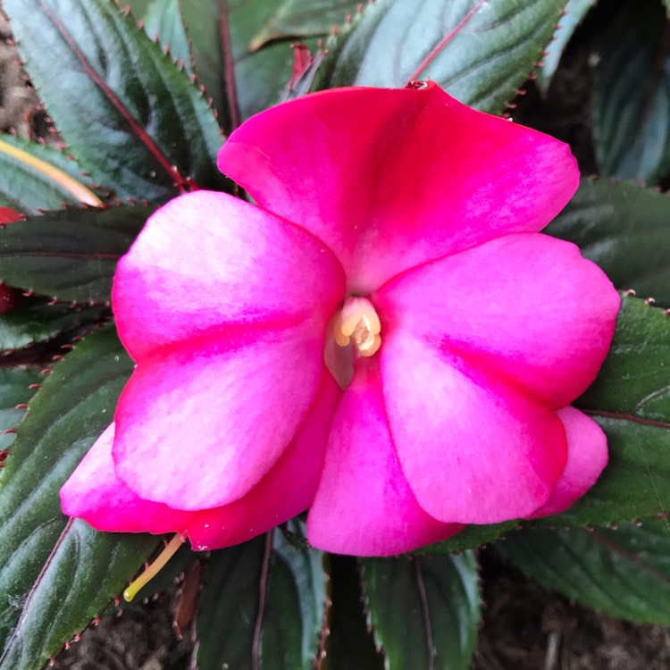 plant image 1097291