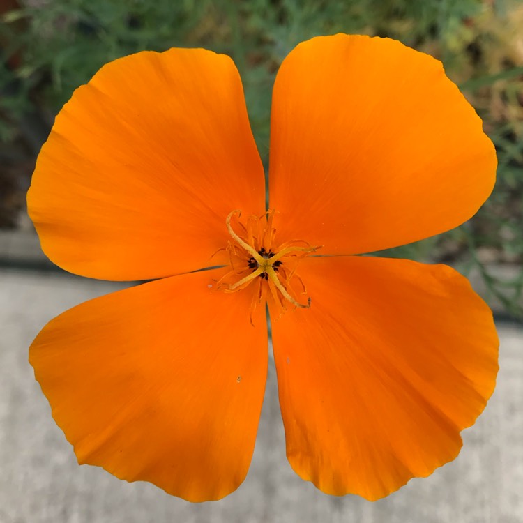 plant image 1097297