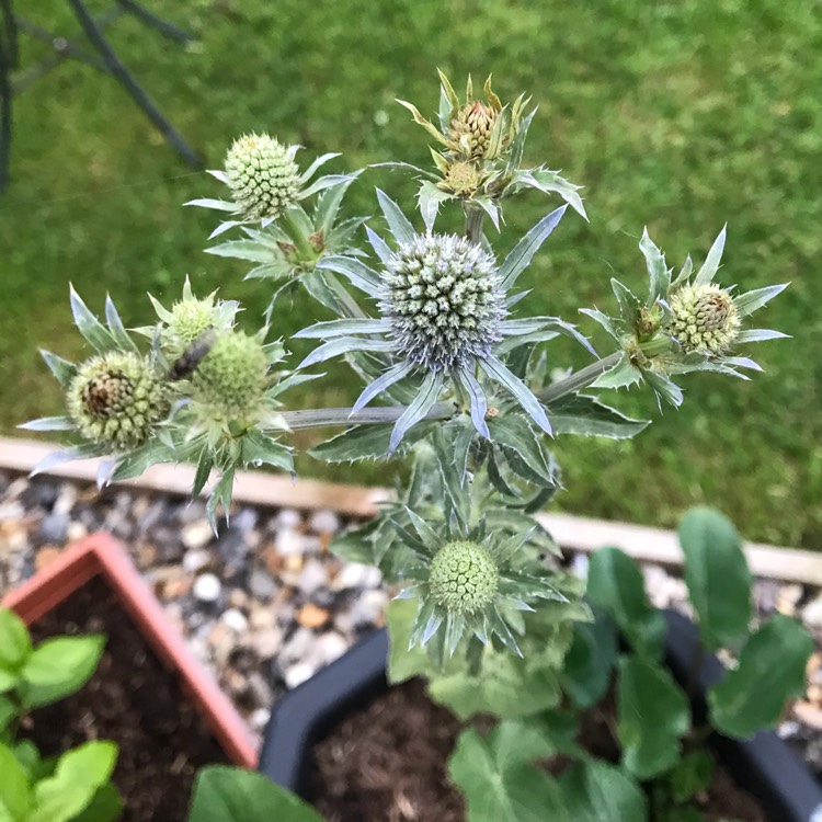 plant image 1097664