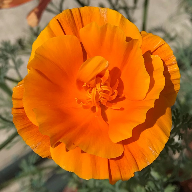 Plant image Eschscholzia californica 'Mission Bells'