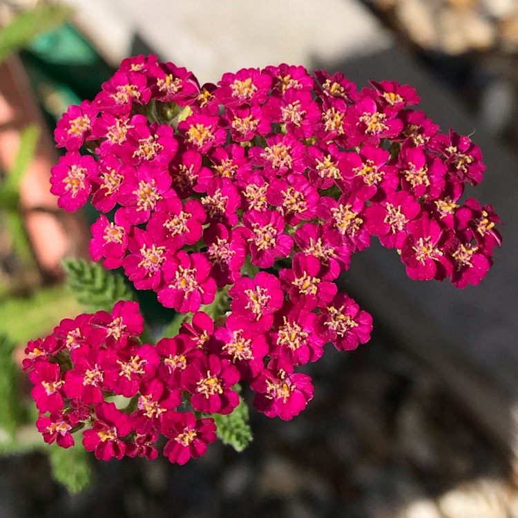 plant image 1098977 plant image 1098977