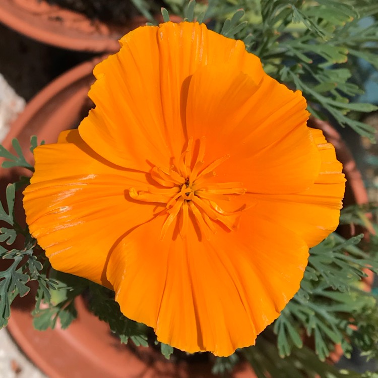 plant image 1099510