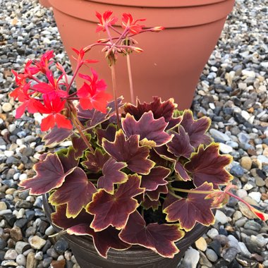 Pelargonium 'Vancouver Centennial'
