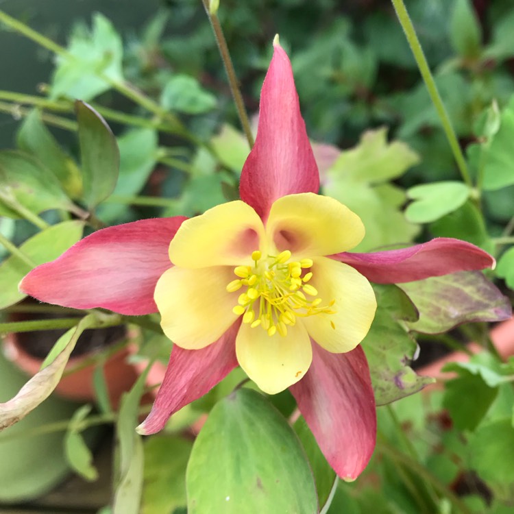 plant image 1100075