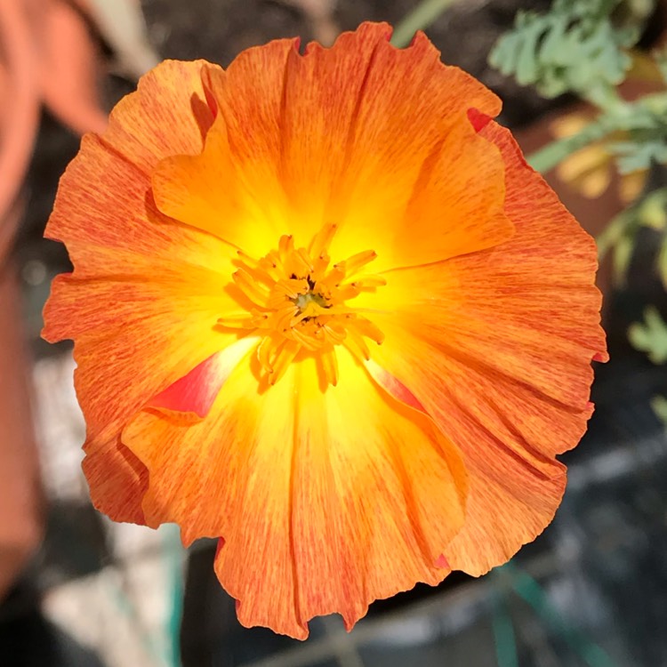 plant image 1100082