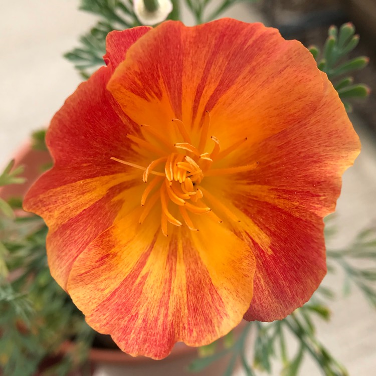 plant image 1100824
