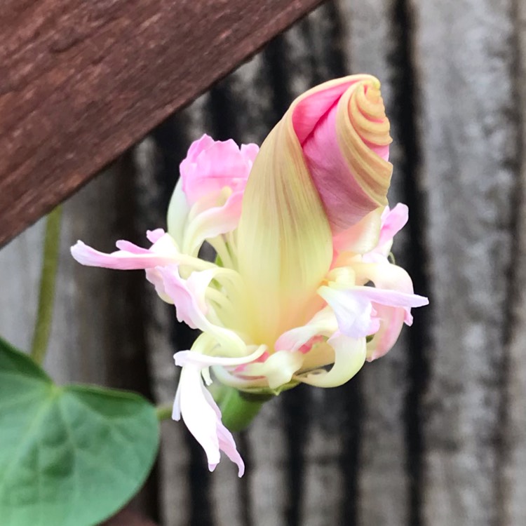 Plant image Ipomoea Nil 'Split Second'
