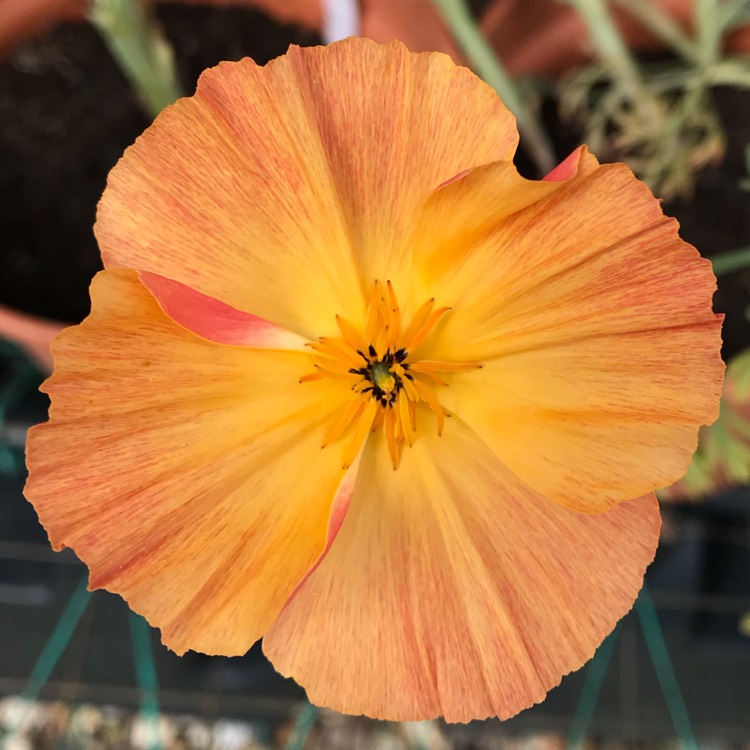 plant image 1106017