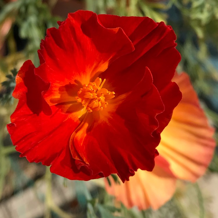 plant image 1106018