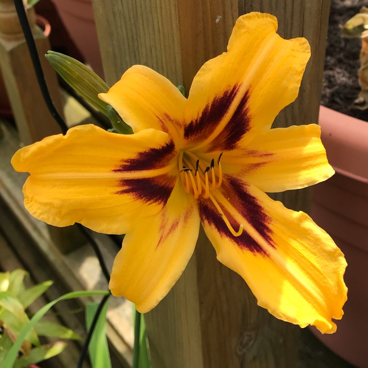 Plant image Hemerocallis