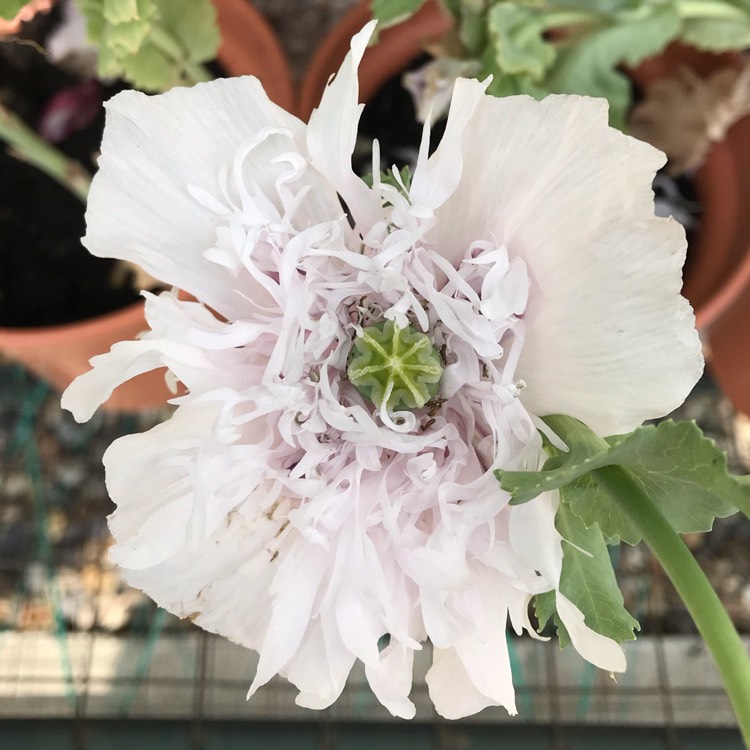 plant image 1112431