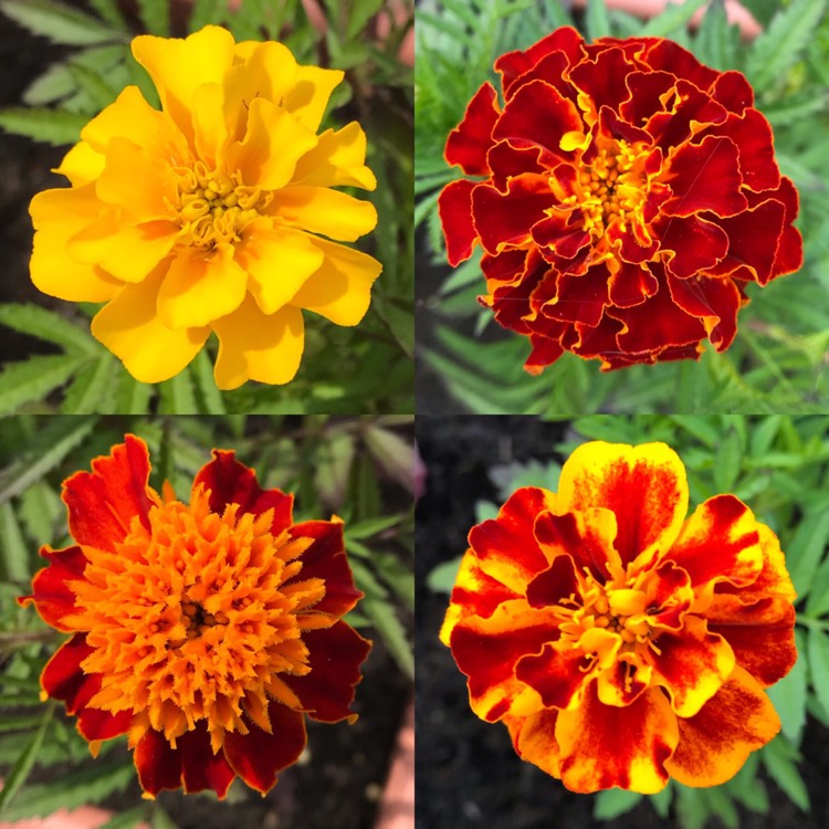 plant image 1112440