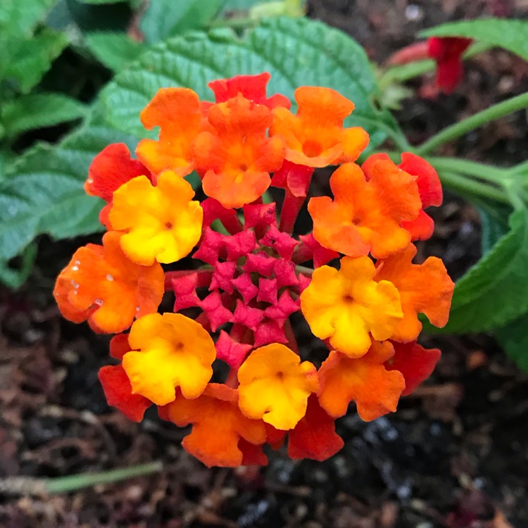 plant image 1115792 plant image 1115792