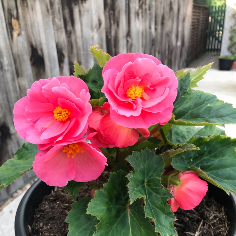 plant image 1122136