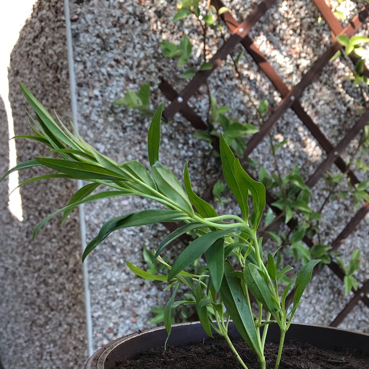 Plant image Penstemon 'Snowstorm'
