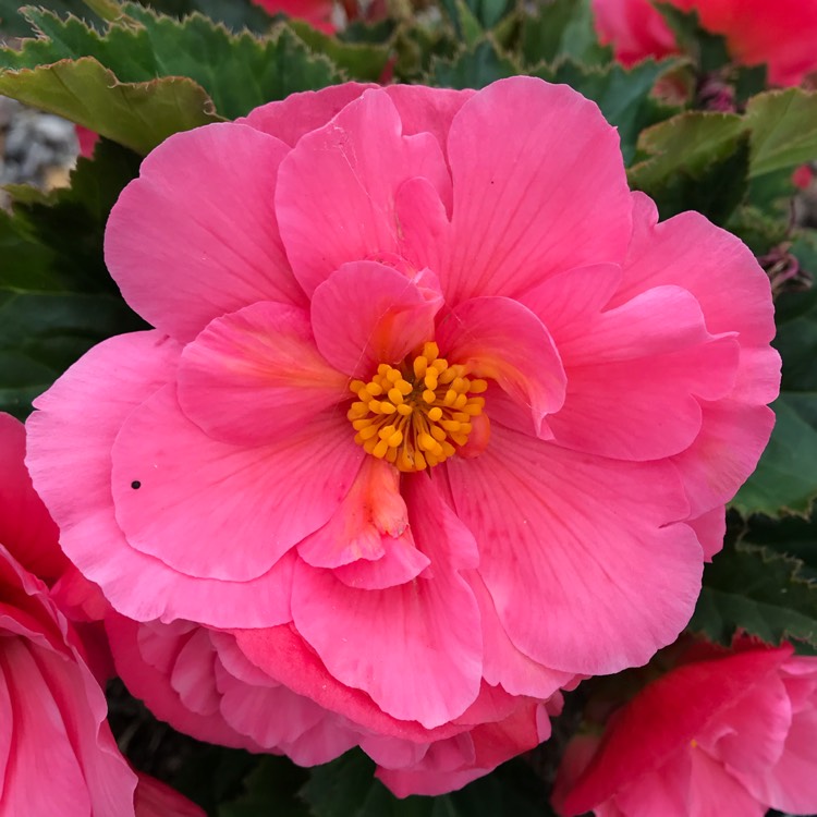plant image 1125009