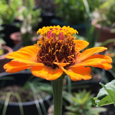 Zinnia elegans 'Scabious-Flowered Mix'