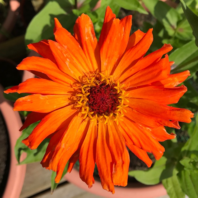 Plant image Zinnia elegans 'Inca'
