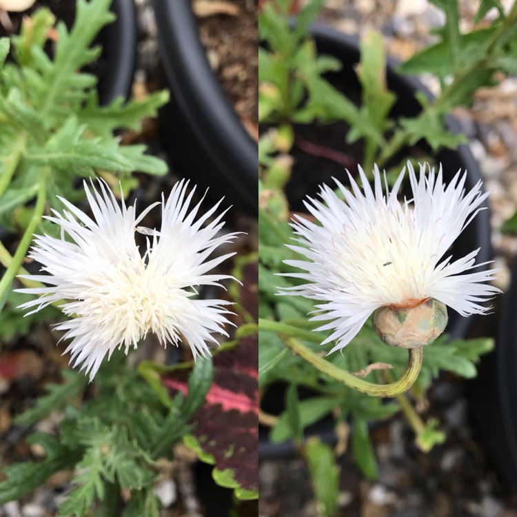 plant image 1131802
