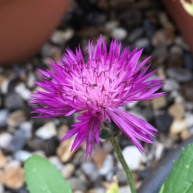 plant image 1131806