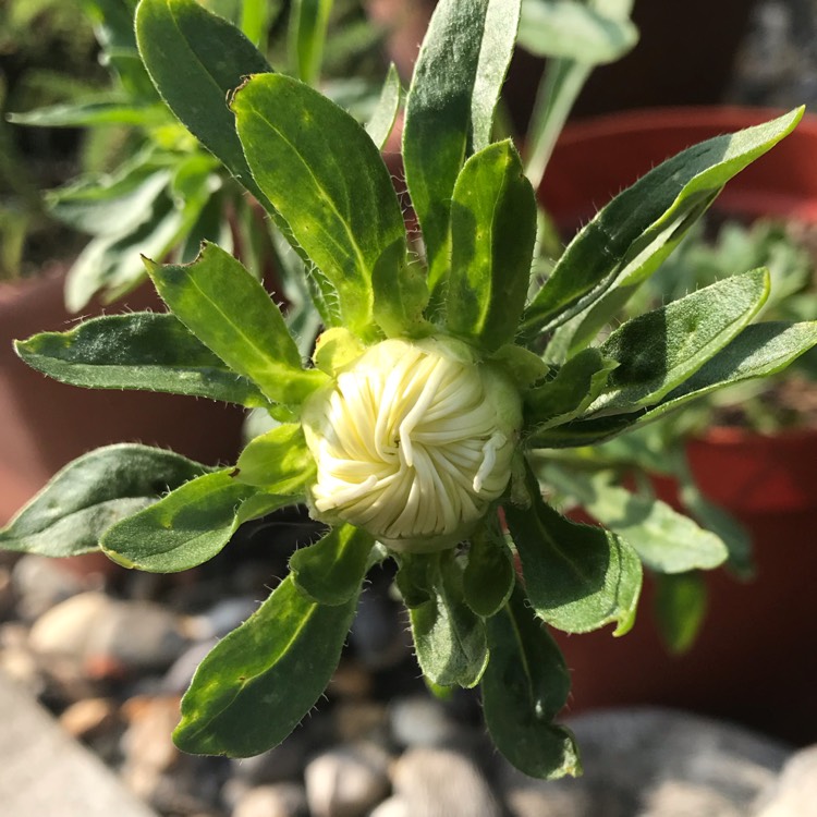 plant image 1132714 plant image 1132714