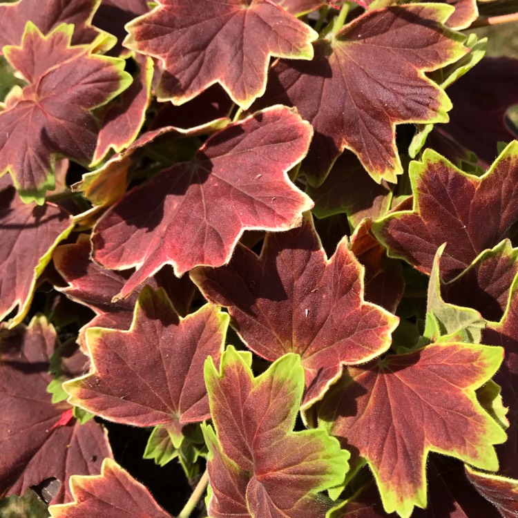 plant image 1133512 plant image 1133512