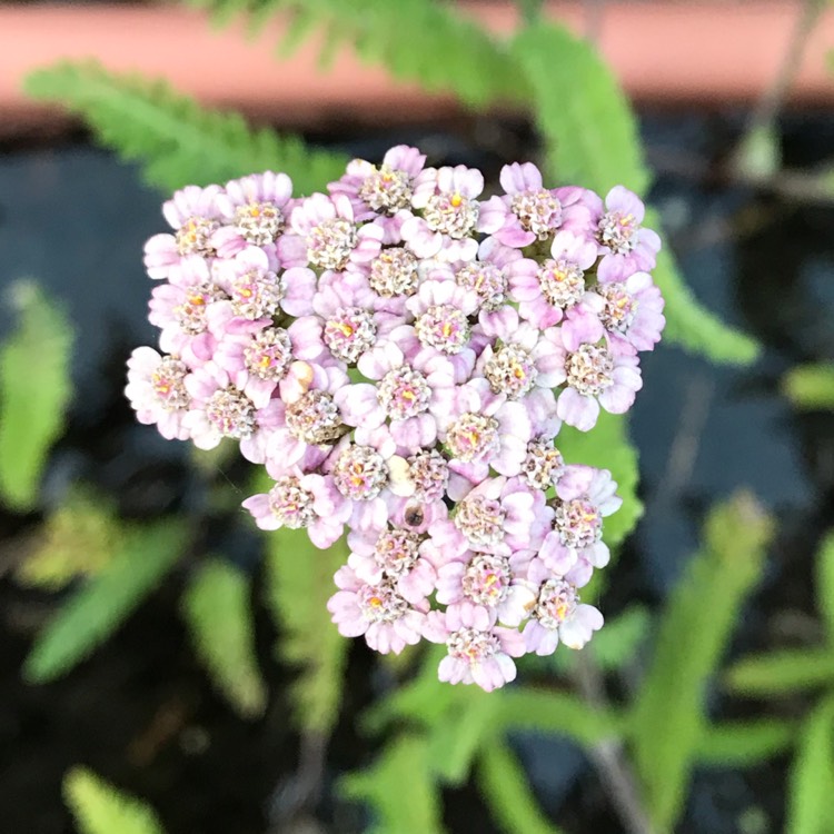plant image 1133514 plant image 1133514