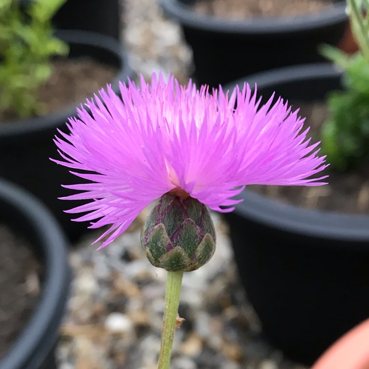 plant image 1136372