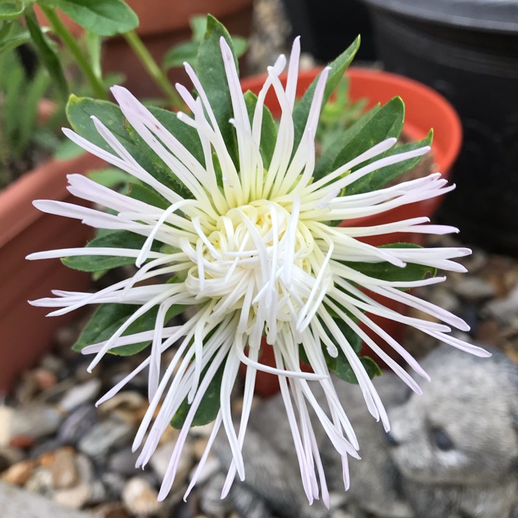plant image 1136374 plant image 1136374
