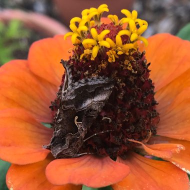 Zinnia elegans 'Scabious-Flowered Mix'