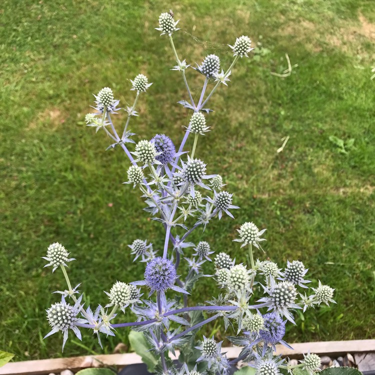 plant image 1138814