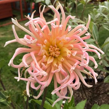 Dahlia