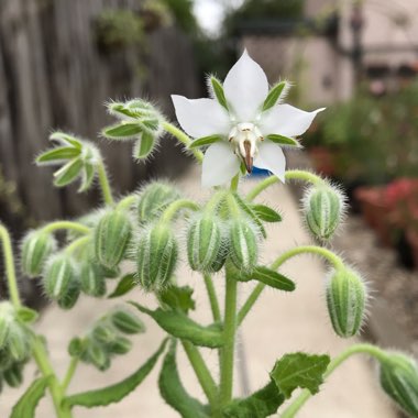 Borago officinalis var. 'Alba'