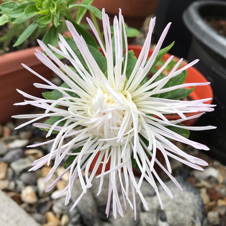plant image 1138825 plant image 1138825