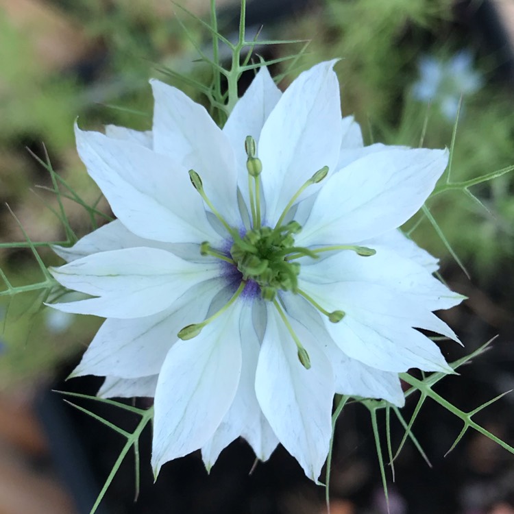 Plant image Nigella damascena 'Persian Jewels'