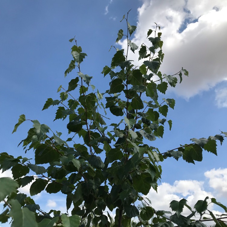 plant image 1140387